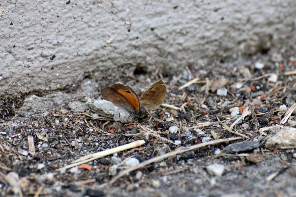 Coenonympha pamphilus? S